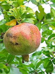 Check spelling or type a new query. Super White Pomegranate Tree Punica Granatum Urban Tropicals