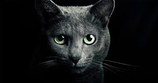 Nu doar ca elimina energiile negative, dar iti ridica moralul si te face sa te simti mai bine mirosul de portocale. Poate Ca De Asta Bunicii Nostri Erau Mai Fericiti Ce Energii Negative Elimina Din Casa Ta O Pisica