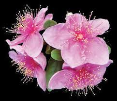 Image result for Ixora longipedunculata