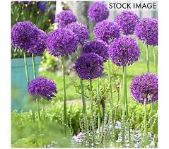 Van Zyverden Allium Purple Sensation Set Of 12bulbs Qvc Com Bulb Flowers Perennial Bulbs Summer Bulbs