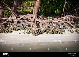 Image result for Rhizophora racemosa