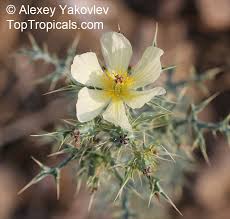 Image result for Argemone ochroleuca