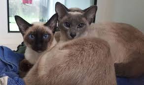 **the aspca is committed to prioritizing the health and safety of the community, the animals in our care and our staff, and we are keeping a close eye on developments related to the. Rspca Issue New Home Plea For 55 Siamese Rescue Cats Nature News Express Co Uk
