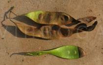 Image result for Albizia glaberrima