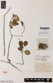 Image result for Cryptolepis cryptolepioides