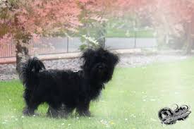 Because the shorkie is a mixed breed, its appearance will vary from dog to dog. Shih York Jack Shih Tzu Terrier Mix Foto Bild Tiere Haustiere Hunde Bilder Auf Fotocommunity