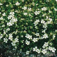 Image result for Cineraria saxifraga