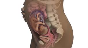 At 26 weeks pregnant, baby is as big as a head of kale. 26 Weeks Pregnant Babycenter India
