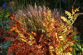 Image result for Osmunda regalis
