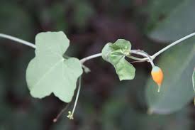 Image result for Corallocarpus epigaeus