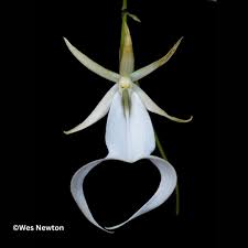 Image result for Orthochilus ruwenzoriensis