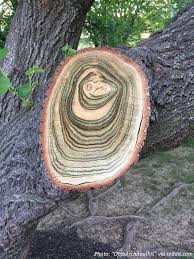 Bedtime Math On Twitter Maths In Nature Math Talk Put A Ring On It