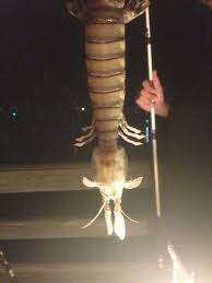 How many jumbo shrimp per pound? Giant Shrimp As Long As Your Arm Caught Off Florida Coast