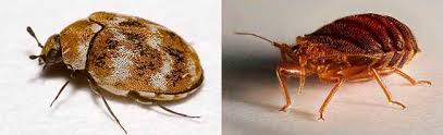 Do ultrasonic pest devices repel bedbugs? How To Get Rid Of Carpet Beetles Top 7 Best Sprays Traps And Powders 2021