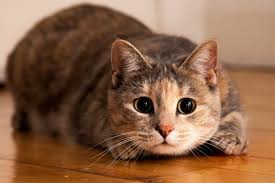 Find gifs with the latest and newest hashtags! 6 890 Cat Jump Stock Photos Free Royalty Free Cat Jump Images Depositphotos