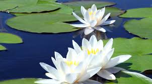 White Water Lily Sharpened Senses Acuity Of Vision Synchronicity Lily Flower Water Lily Flower Meanings