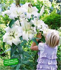 Baumlilien Zwiebeln Winterhart Duftend Amazon De Garten Lilien Pflanzen Baumlilien Lilie Garten