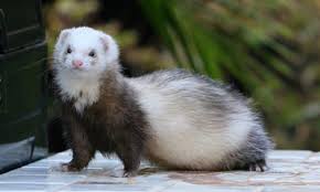 Ultimate List Of All Ferret Breeds Coops Cages Coops And