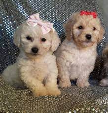 When you hear the name, you can see that this rescue is focusing on poodle. Maltipoo Puppies For Adoption 8 Weeks Old For Sale In Fort Worth Texas Classified Americanlisted Com