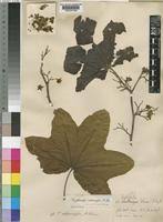 Image result for Triplochiton zambesiacus