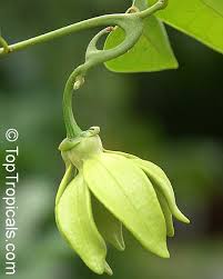 Image result for Artabotrys