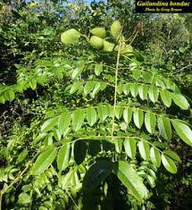 Image result for Guilandina bonduc