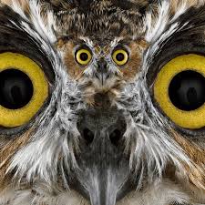 Before you ask why you should find out if it is true first, and if it was true it would be a how question not a why question. Owl Eating Gif