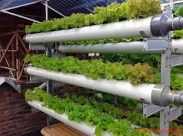 Dalam paket hidroponik untuk pemula versi hemat ini kamu akan mendapatkan tiga buah bibit tanaman (kangkung, bayam, sawi), nutrisi tanaman hidroponik, rock wool ukuran lima belas sentimeter, dan buku panduan untuk menanam hidroponik. Jual Bibit Sayuran Hidroponik Kembang Taman