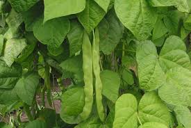 Check spelling or type a new query. Self Pollinating Plants Space For Life