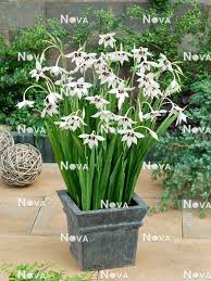 Image result for Gladiolus murielae