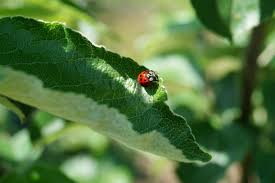 Check spelling or type a new query. How To Attract Beneficial Bugs To Your Vegetable Garden With Flowering Plants Di Stefano Landscaping