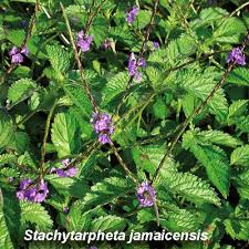 Image result for Stachytarpheta urticifolia