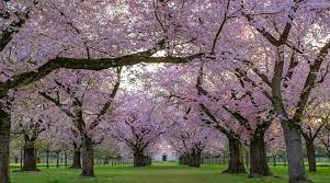 These will very likely be of wild cherry (prunus avium), which does bear fruit, though the cherries may be rather sour (though quite a lot of wild cherries. Types Of Cherry Trees Leaves Flowers Fruit Pictures