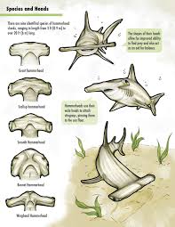 Hammerhead Shark Chart Hammerhead Shark Shark Shark Facts