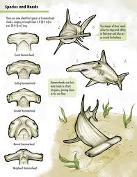 hammerhead shark chart hammerhead shark shark shark facts