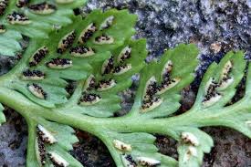 Image result for Asplenium adiantum-nigrum
