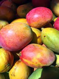 I will also discuss how long this mango tree is in the ground before it has fruit.amazingly. Mango Trees Productive Produce