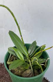 Image result for Aeranthes africana