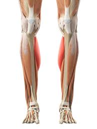 Generally this is between the middle of the lower leg and the ankle. Shin Splint Leg Pain Lake Washington Physical Therapy