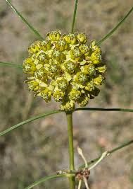 Image result for Asclepias schumanniana