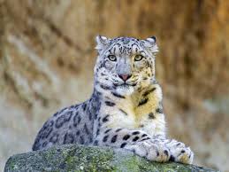 Cats Are Going Extinct 12 Most Endangered Feline Species Animals Wild Endangered Animals Animals Beautiful