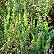 Image result for Cheilanthes hirta