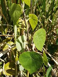 Image result for Stephania abyssinica