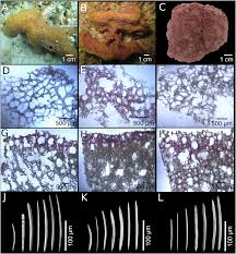 Image result for Nesaea pedroi