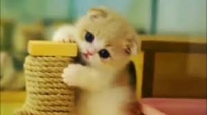 Download now alasan dibalik penggunaan foto profil whatsapp pijar psikologi. Story Wa Terbaru 30 Detik Kucing Lucu Youtube
