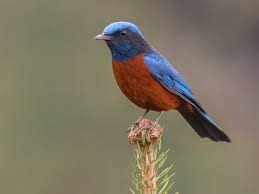 Image result for Clutia monticola