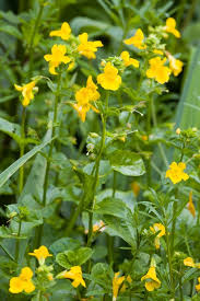 Image result for Mimulus