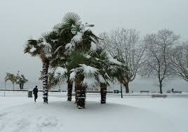 There, she unlocks the painful secrets her family has hidden in the rich african soil. How Palm Trees Thrive In Vancouver Despite The Freezing Canadian Weather
