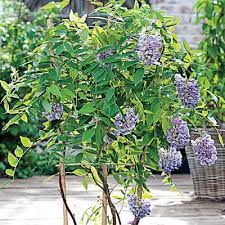 Amethyst falls wisteria is perfect for smaller spaces, this gorgeous twining vine grows at about a third of the rate of asian wisteria. Amethyst Falls Wisteria Direct Gardening