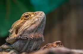 Sep 09, 2020 · september 9, 2020. How Much Does It Cost To Own A Bearded Dragon In 2021 Pet Keen